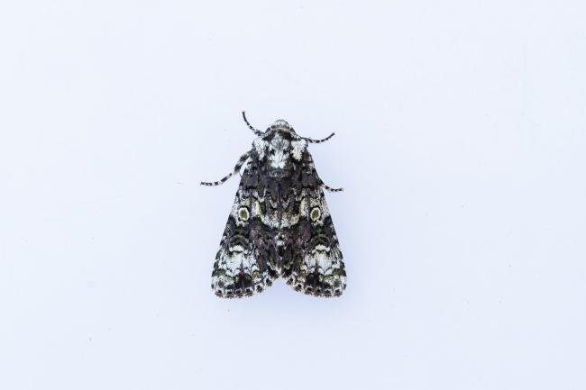 Coronet (Craniophora ligustri), adult. West Moor Plantation, 13-05-2025. Copyright Christopher Blakey.