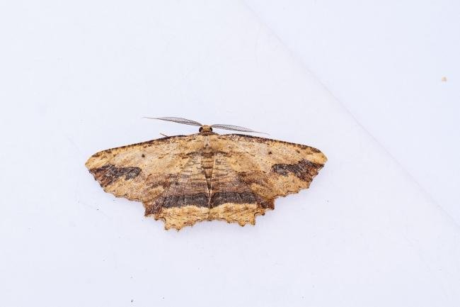 Waved Umber (Menophra abruptaria), adult. West Moor Plantation, 13-05-2025. Copyright Christopher Blakey.