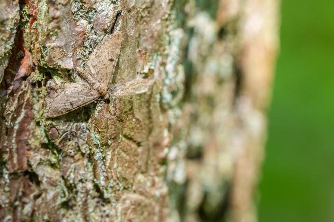 Ochreous Pug (Eupithecia indigata), adult. West Moor Plantation, 13-05-2025. Copyright Christopher Blakey.
