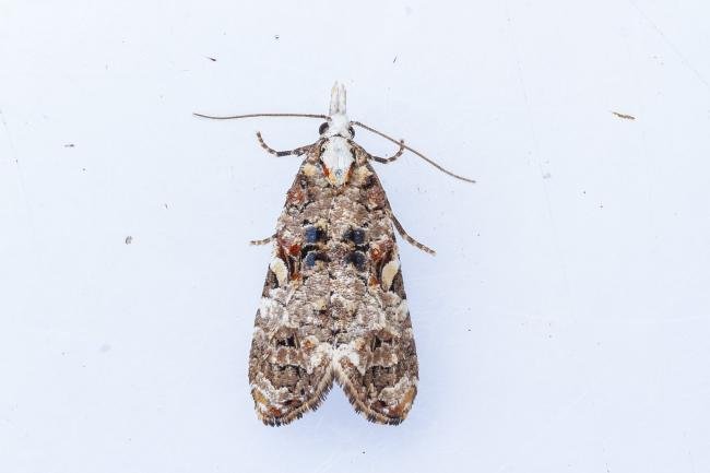 Phtheochroa rugosana, adult. Low Coniscliffe, 07-06-2025. Copyright Christopher Blakey.
