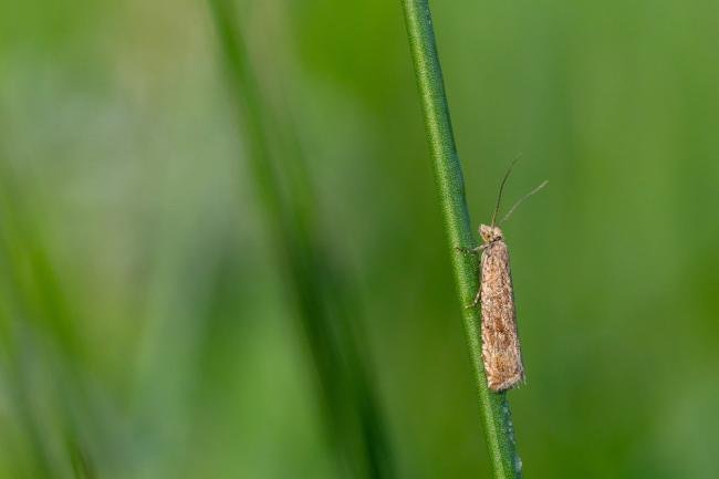 Bactra lancealana, adult. Waldridge Fell, 13-06-2025. Copyright Christopher Blakey.