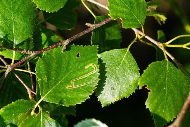 Stigmella lapponica, mine. Felledge, 13-06-2025. Copyright Christopher Blakey.