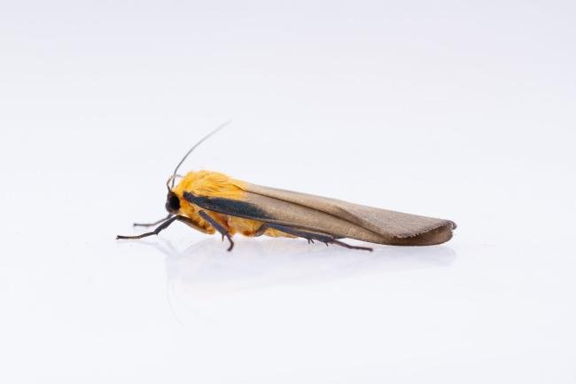 Four-spotted Footman (Lithosia quadra), adult. West Moor Plantation, 17-06-2025. Copyright Christopher Blakey.