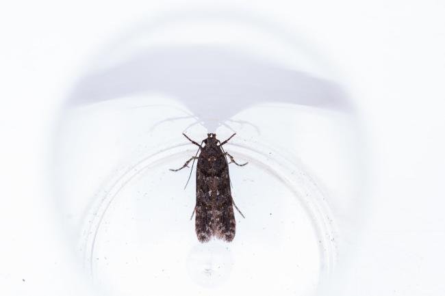 Teleiopsis diffinis, adult. West Moor Plantation, 17-06-2025. Copyright Christopher Blakey.