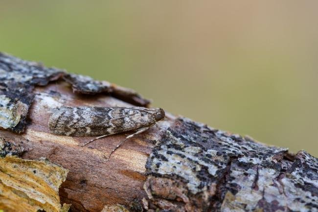 Dioryctria abietella, adult. West Moor Plantation, 19-06-2025. Copyright Christopher Blakey.