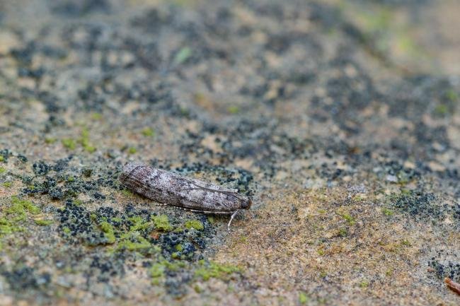 Dioryctria simplicella, adult. West Moor Plantation, 19-06-2025. Copyright Christopher Blakey.
