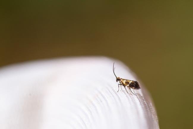 Micropterix aruncella, adult. West Moor Plantation, 19-06-2025. Copyright Christopher Blakey.