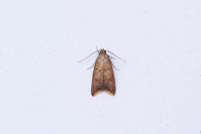 Tachystola acroxantha, adult. Framwellgate Moor, 01-07-2025. Copyright Christopher Blakey.