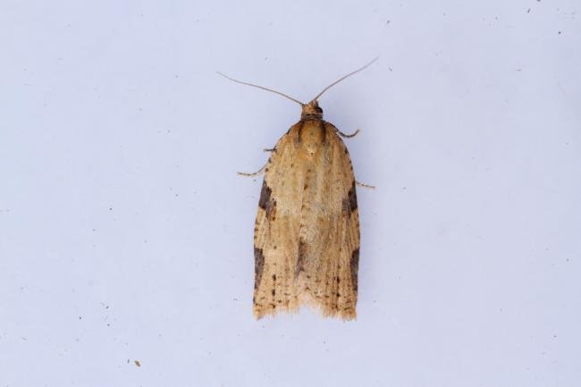 Cyclamen Tortrix (Clepsis spectrana), adult. Castle Eden Dene, 06-07-2025. Copyright Christopher Blakey.