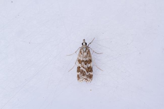 Scoparia pyralella, adult. Town Kelloe Bank, 06-07-2025. Copyright Christopher Blakey.