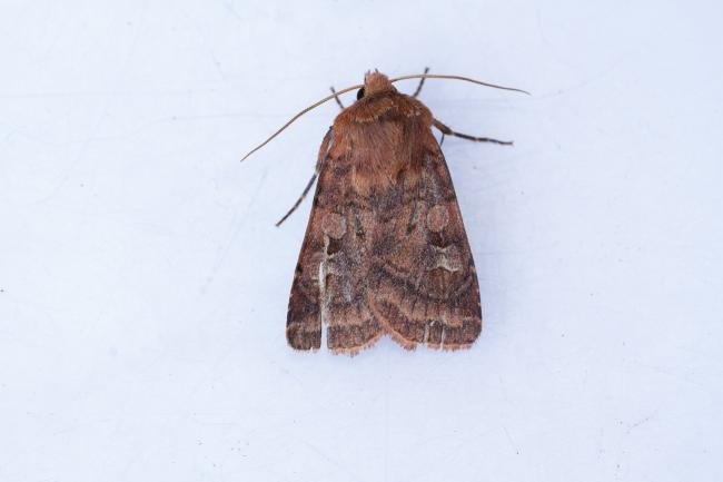 Barred Chestnut (Diarsia dahlii), adult. Town Kelloe Bank, 06-07-2025. Copyright Christopher Blakey.