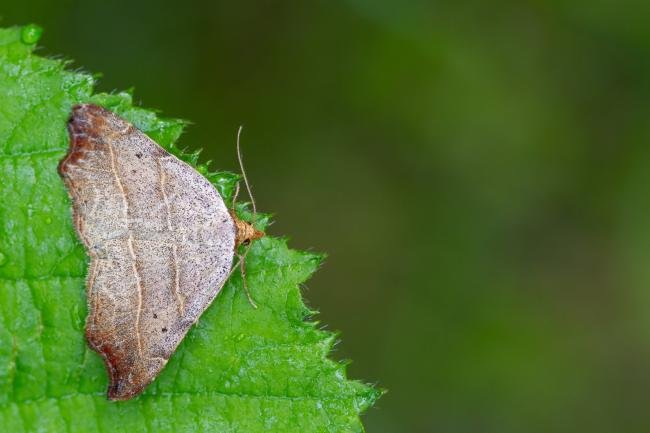Beautiful Hook-tip (Laspeyria flexula), adult. Castle Eden Dene, 08-07-2025. Copyright Christopher Blakey.