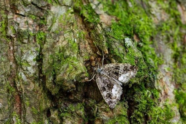 Marbled White Spot (Protodeltote pygarga), adult. Castle Eden Dene, 08-07-2025. Copyright Christopher Blakey.