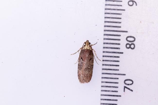 Agonopterix conterminella, adult. Hardwick Park, 09-07-2025. Copyright Christopher Blakey.