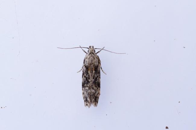 Carpatolechia fugitivella, adult. Hardwick Park, 09-07-2025. Copyright Christopher Blakey.