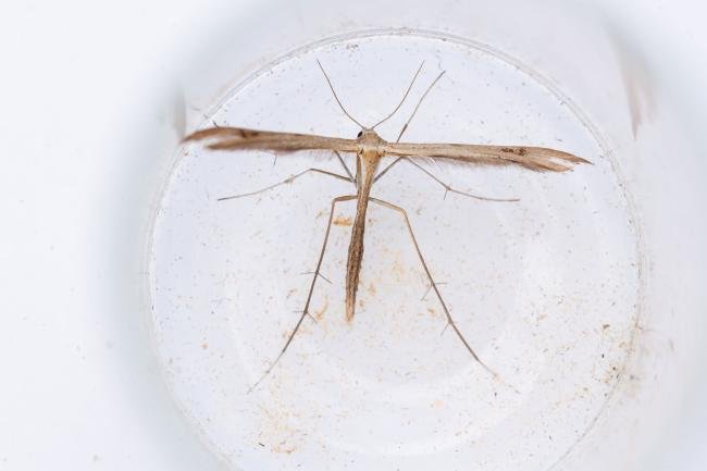 Twin-spot Plume (Stenoptilia bipunctidactyla), adult. Thrislington Nature Reserve, 09-07-2025. Copyright Christopher Blakey.
