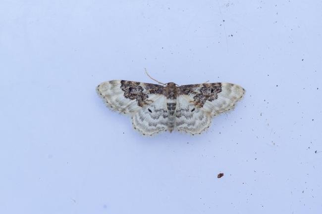 Least Carpet (Idaea rusticata), adult. Taken outside Durham (Oxfordshire), 14-07-2025. Copyright Christopher Blakey.