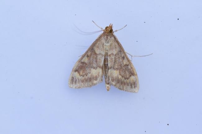 European Corn-borer (Ostrinia nubilalis), adult. Taken outside Durham (Oxfordshire), 14-07-2025. Copyright Christopher Blakey.