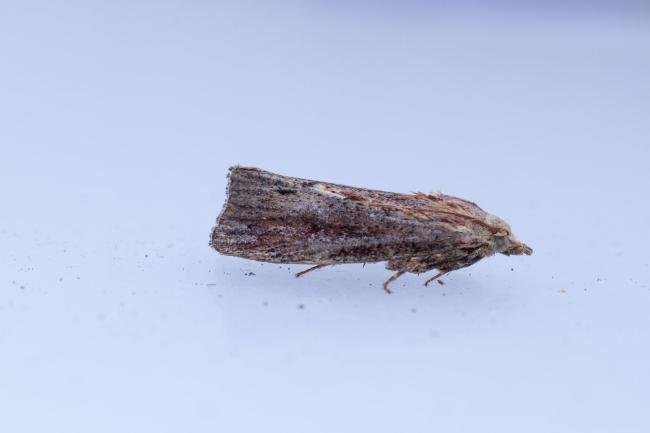 Wax Moth (Galleria mellonella), adult. Taken outside Durham (Oxfordshire), 14-07-2025. Copyright Christopher Blakey.