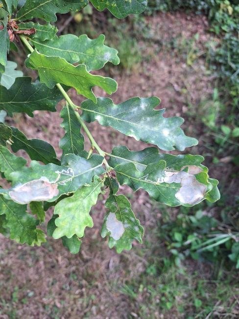 Acrocercops brongniardella, mine. Crossgate Moor, 28-07-2025. Copyright Christopher Blakey.