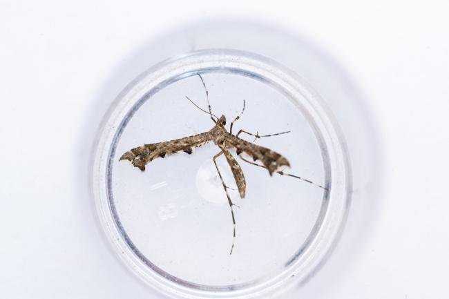 Brindled Plume (Amblyptilia punctidactyla), adult. Comb Bridges, 31-07-2025. Copyright Christopher Blakey.