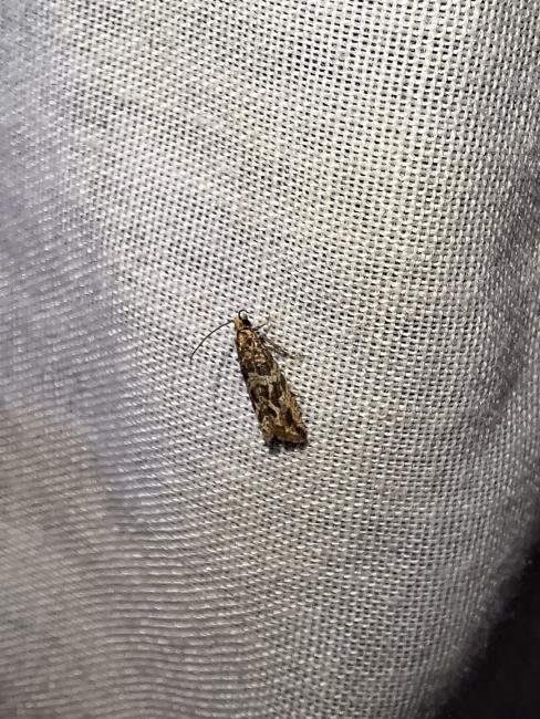 Bactra furfurana, adult. Taken outside Durham (Glamorganshire), 06-08-2025. Copyright Christopher Blakey.