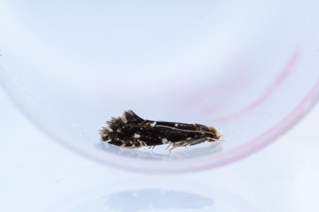 Nemapogon koenigi, adult. Hardwick Park, 13-08-2025. Copyright Christopher Blakey.