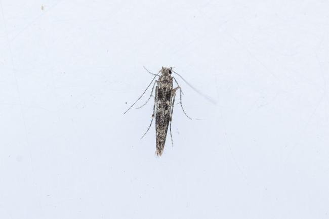 Batrachedra praeangusta, adult. Hardwick Park, 13-08-2025. Copyright Christopher Blakey.