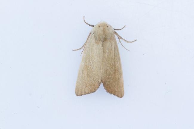 Fen Wainscot (Arenostola phragmitidis), adult. Hardwick Park, 13-08-2025. Copyright Christopher Blakey.