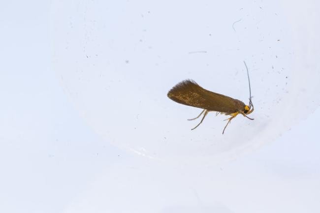 Crassa unitella, adult. Hardwick Park, 13-08-2025. Copyright Christopher Blakey.
