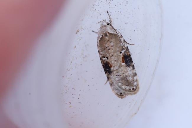 Agonopterix alstromeriana, adult. Hardwick Park, 13-08-2025. Copyright Christopher Blakey.