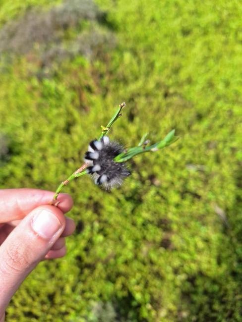 Dark Tussock (Dicallomera fascelina), larval, N/A. Muggleswick Park. Copyright Christopher Blakey.