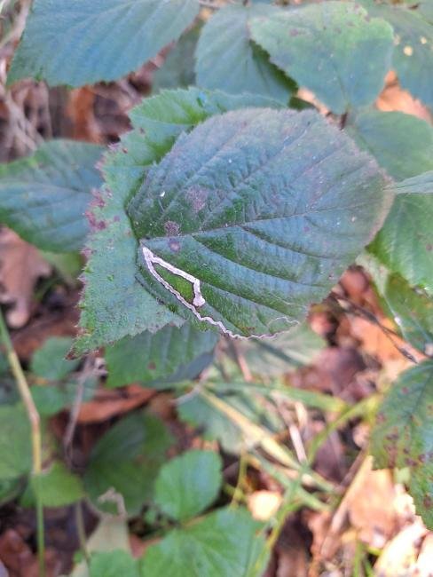 Stigmella aurella, mine, N/A. Waldridge Fell, 31-10-2024. Copyright Christopher Blakey.