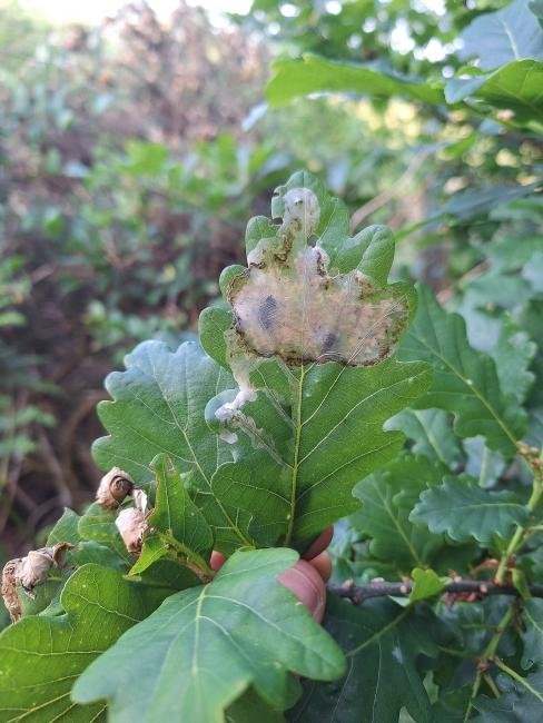 Acrocercops brongniardella, mine. Waldridge Fell, 13-06-2025. Copyright Christopher Blakey.