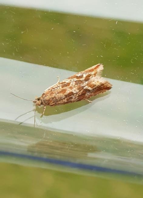 Bactra furfurana, adult. Darlington, 13-08-2024. Copyright Chris Bell.