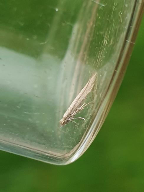 Bedellia somnulentella, adult. Darlington, 10-10-2023. Copyright Chris Bell.