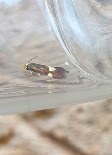 Bohemannia quadrimaculella, adult. Darlington, 12-07-2025. Copyright Chris Bell.