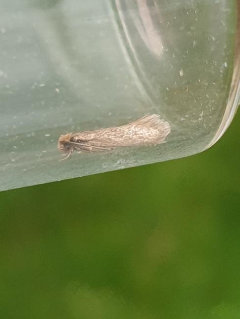 Common Clothes Moth (Tineola bisselliella), adult. Darlington, 10-10-2023. Copyright Chris Bell.