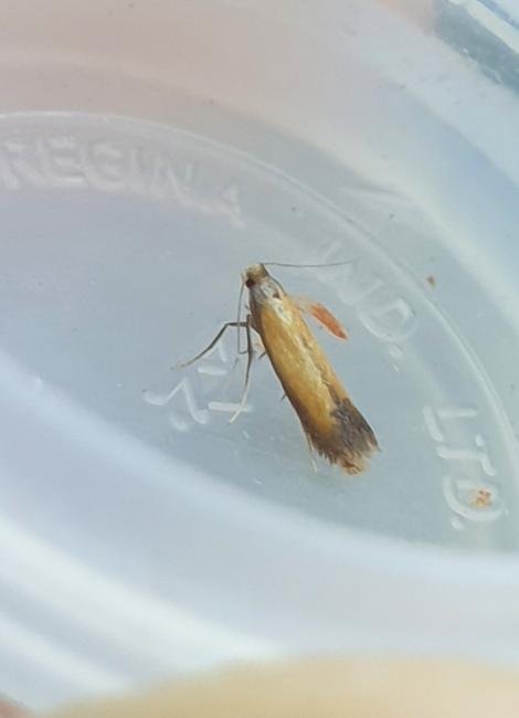 Coptotriche marginea, adult. Darlington, 02-08-2025. Copyright Chris Bell.