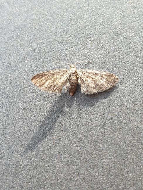 Maple Pug (Eupithecia inturbata), adult. Darlington, 28-07-2023. Copyright Chris Bell.