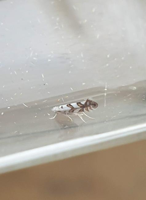 Phyllonorycter geniculella, adult. Darlington, 19-07-2025. Copyright Chris Bell.