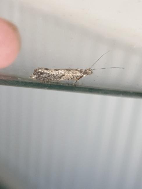 Ypsolopha vittella, adult. Darlington, 09-09-2023. Copyright Chris Bell.