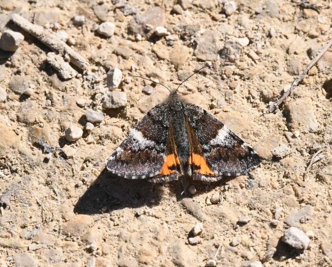 Orange Underwing (Archiearis parthenias), adult. Darlington, 06-04-2025. Copyright David Phillips.