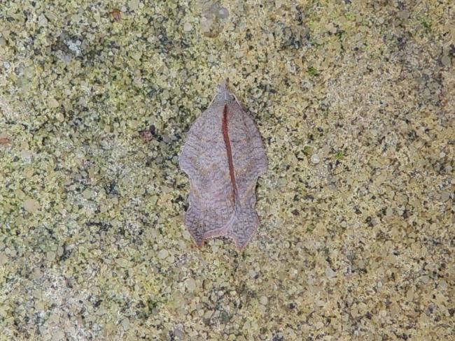Acleris emargana, adult. Stockton, 09-09-2023. Copyright Ed Pritchard.