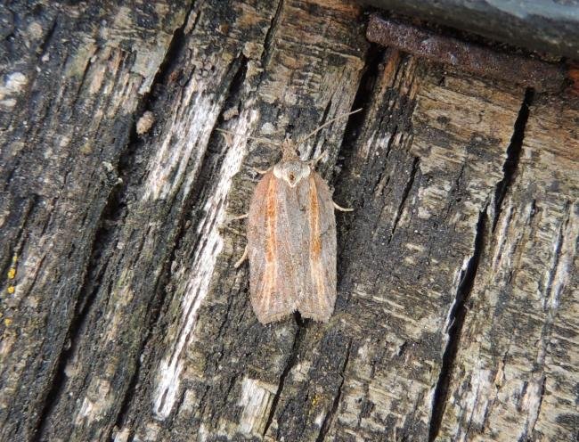 Acleris hastiana, adult. Saltholme, 07-07-2023. Copyright Ed Pritchard.