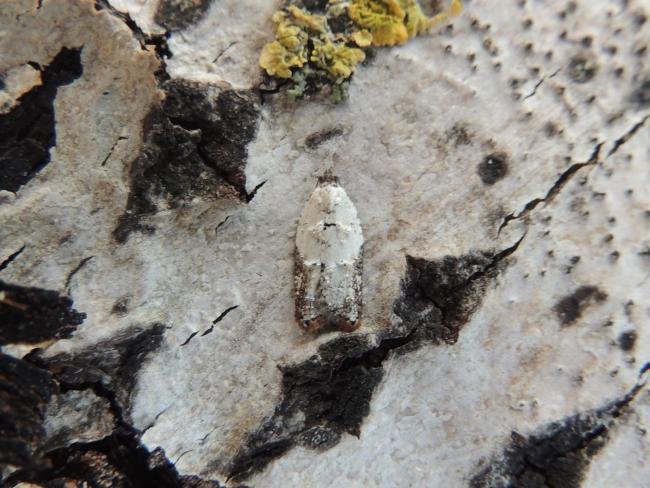 Garden Rose Tortrix (Acleris variegana), adult. Saltholme, 20-09-2019. Copyright Ed Pritchard.