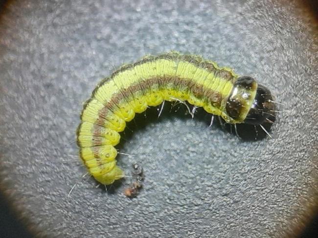 Acrobasis advenella, larval. Saltholme, 26-04-2023. Copyright Ed Pritchard.