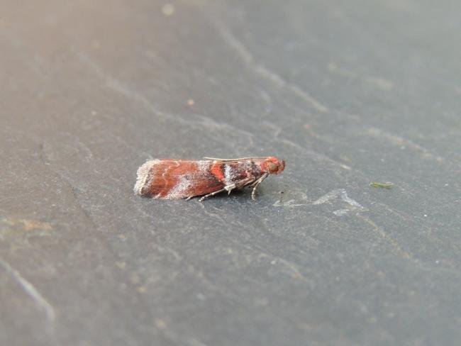 Acrobasis advenella, adult. Stockton, 04-08-2021. Copyright Ed Pritchard.