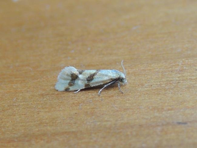 Aethes beatricella, adult. Saltholme, 25-06-2020. Copyright Ed Pritchard.