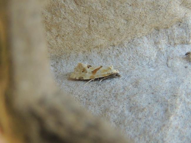 Aethes smeathmanniana, adult. Saltholme, 11-08-2023. Copyright Ed Pritchard.